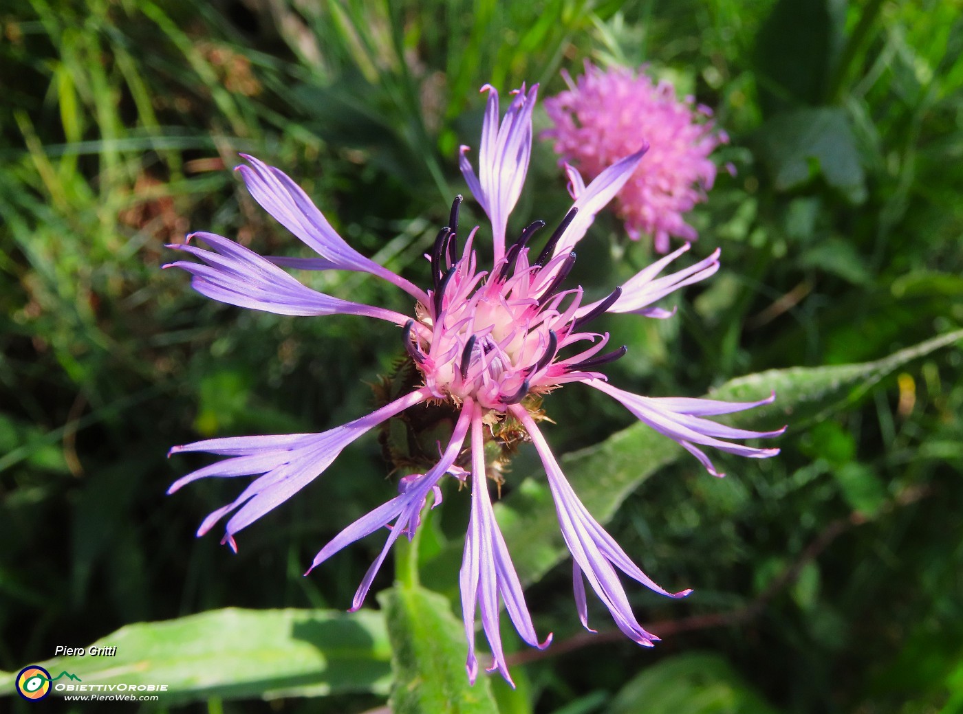 19 Centaurea montana - Fiordaliso montano.JPG